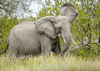 Africa-Chobe-Kruger-Capetown-South-Africa-Botswana