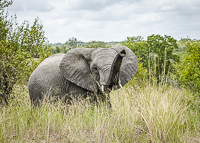 Africa-Chobe-Kruger-Capetown-South-Africa-Botswana