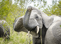 Africa-Chobe-Kruger-Capetown-South-Africa-Botswana