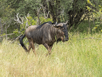 Africa-Chobe-Kruger-Capetown-South-Africa-Botswana