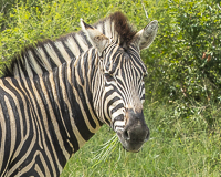 Africa-Chobe-Kruger-Capetown-South-Africa-Botswana