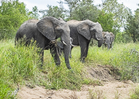 Africa-Chobe-Kruger-Capetown-South-Africa-Botswana