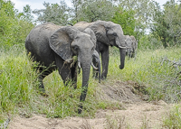 Africa-Chobe-Kruger-Capetown-South-Africa-Botswana