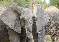 Africa-Chobe-Kruger-Capetown-South-Africa-Botswana