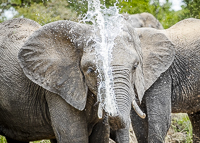 Africa-Chobe-Kruger-Capetown-South-Africa-Botswana