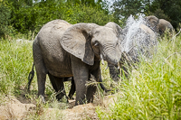 Africa-Chobe-Kruger-Capetown-South-Africa-Botswana