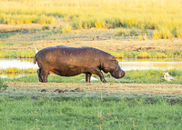 Africa-Chobe-Kruger-Capetown-South-Africa-Botswana