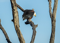 Africa-Chobe-Kruger-Capetown-South-Africa-Botswana