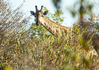 Africa-Chobe-Kruger-Capetown-South-Africa-Botswana