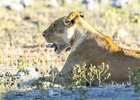 Africa-Chobe-Kruger-Capetown-South-Africa-Botswana