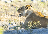 Africa-Chobe-Kruger-Capetown-South-Africa-Botswana