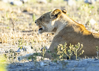 Africa-Chobe-Kruger-Capetown-South-Africa-Botswana