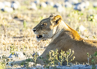 Africa-Chobe-Kruger-Capetown-South-Africa-Botswana