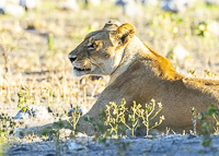 Africa-Chobe-Kruger-Capetown-South-Africa-Botswana