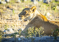 Africa-Chobe-Kruger-Capetown-South-Africa-Botswana