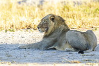 Africa-Chobe-Kruger-Capetown-South-Africa-Botswana