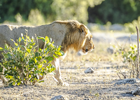 Africa-Chobe-Kruger-Capetown-South-Africa-Botswana