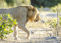 Africa-Chobe-Kruger-Capetown-South-Africa-Botswana