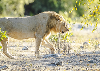 Africa-Chobe-Kruger-Capetown-South-Africa-Botswana