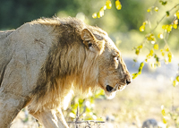 Africa-Chobe-Kruger-Capetown-South-Africa-Botswana