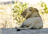 Africa-Chobe-Kruger-Capetown-South-Africa-Botswana