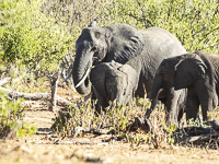 Africa-Chobe-Kruger-Capetown-South-Africa-Botswana