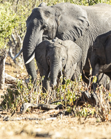 Africa-Chobe-Kruger-Capetown-South-Africa-Botswana