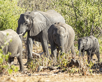 Africa-Chobe-Kruger-Capetown-South-Africa-Botswana