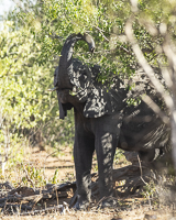 Africa-Chobe-Kruger-Capetown-South-Africa-Botswana