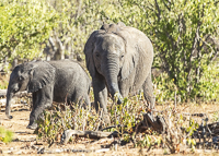 Africa-Chobe-Kruger-Capetown-South-Africa-Botswana