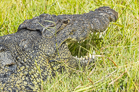 Africa-Chobe-Kruger-Capetown-South-Africa-Botswana