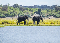 Africa-Chobe-Kruger-Capetown-South-Africa-Botswana