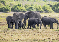 Africa-Chobe-Kruger-Capetown-South-Africa-Botswana