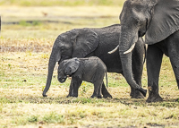 Africa-Chobe-Kruger-Capetown-South-Africa-Botswana