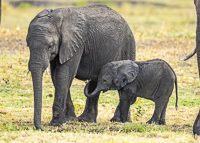 Africa-Chobe-Kruger-Capetown-South-Africa-Botswana