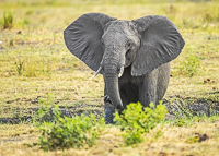 Africa-Chobe-Kruger-Capetown-South-Africa-Botswana