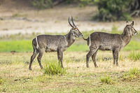 Africa-Chobe-Kruger-Capetown-South-Africa-Botswana