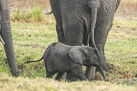 Africa-Chobe-Kruger-Capetown-South-Africa-Botswana