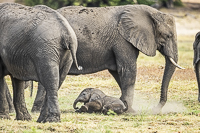 Africa-Chobe-Kruger-Capetown-South-Africa-Botswana