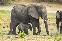 Africa-Chobe-Kruger-Capetown-South-Africa-Botswana