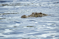 Africa-Chobe-Kruger-Capetown-South-Africa-Botswana