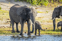 Africa-Chobe-Kruger-Capetown-South-Africa-Botswana