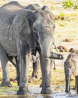 Africa-Chobe-Kruger-Capetown-South-Africa-Botswana