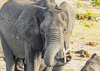 Africa-Chobe-Kruger-Capetown-South-Africa-Botswana