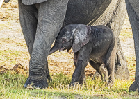 Africa-Chobe-Kruger-Capetown-South-Africa-Botswana