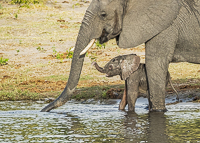 Africa-Chobe-Kruger-Capetown-South-Africa-Botswana