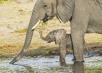 Africa-Chobe-Kruger-Capetown-South-Africa-Botswana