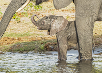 Africa-Chobe-Kruger-Capetown-South-Africa-Botswana