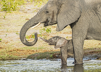 Africa-Chobe-Kruger-Capetown-South-Africa-Botswana