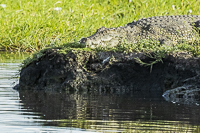 Africa-Chobe-Kruger-Capetown-South-Africa-Botswana